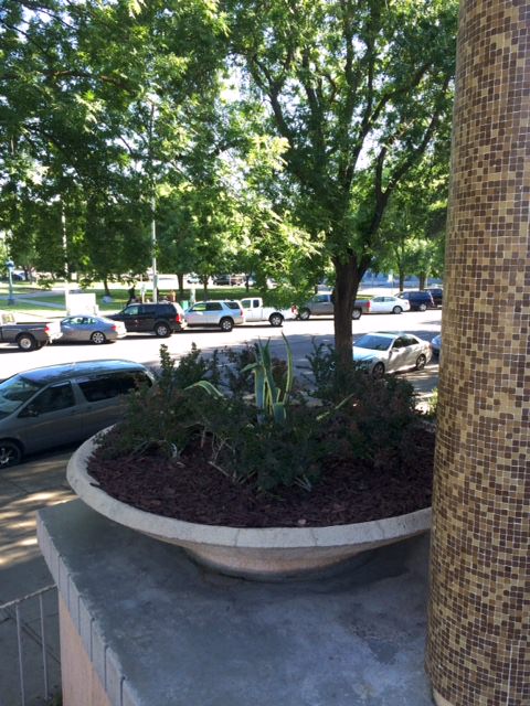 Stockton's Cesar Chavez Library Landscape 