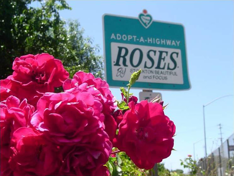 Freeway Roses