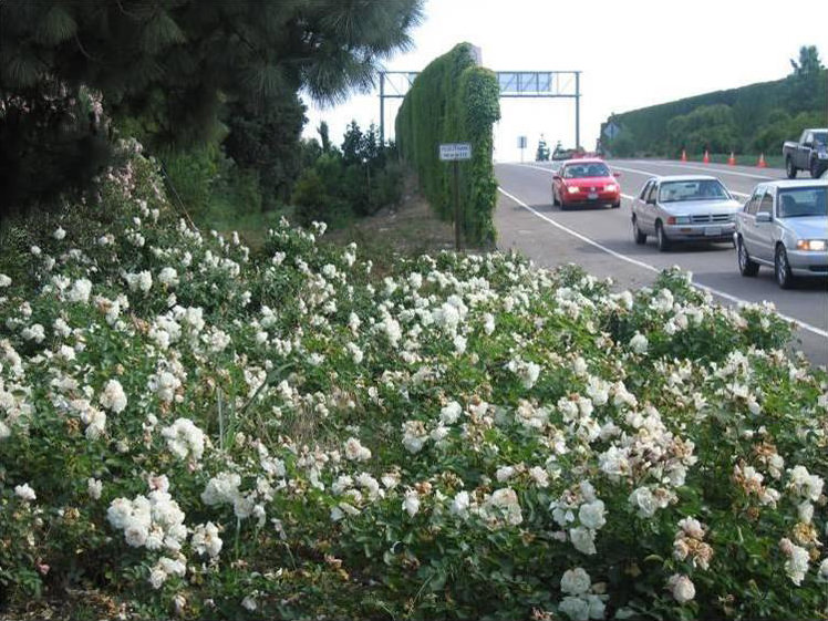 Freeway Roses