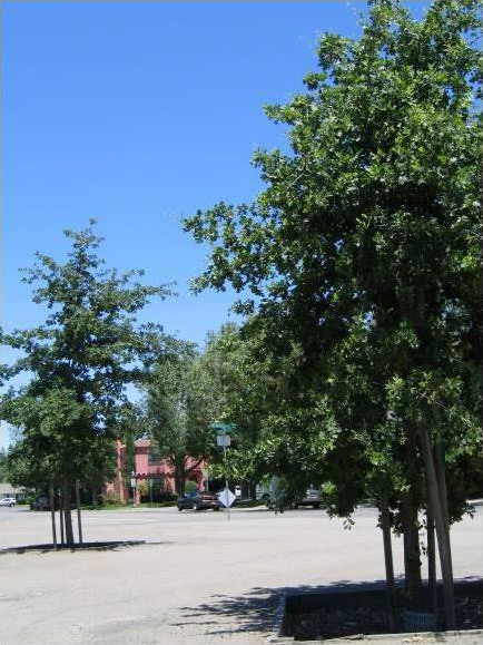 Oak Tree Replacement Project