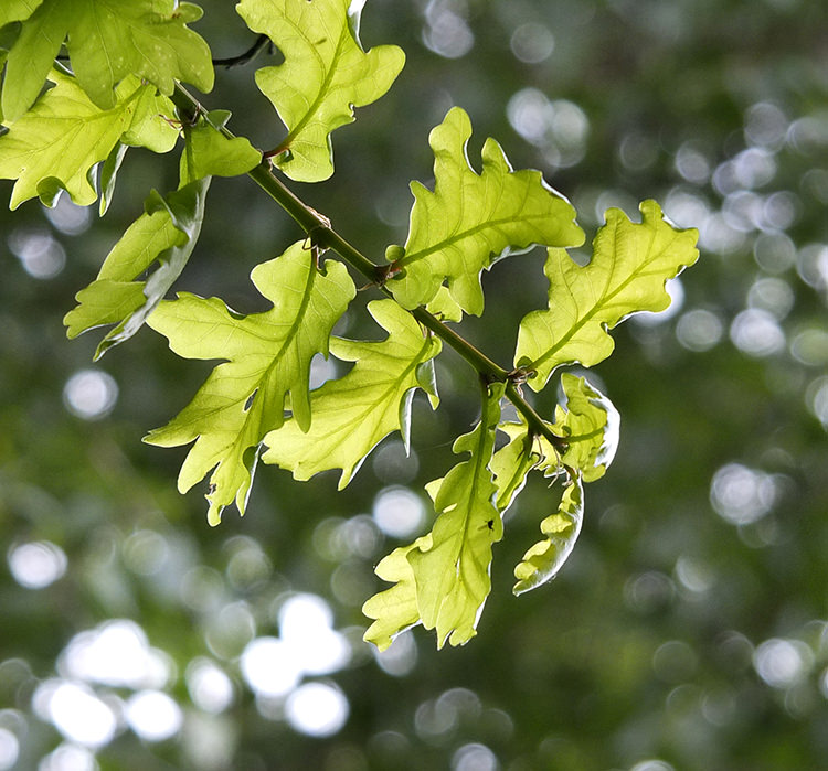 Oak Tree Replacement Project
