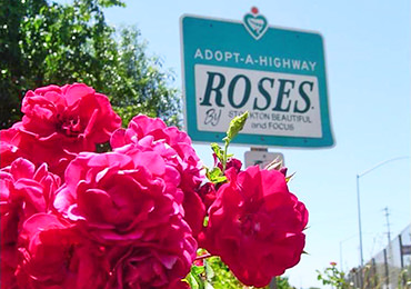 Freeway Roses