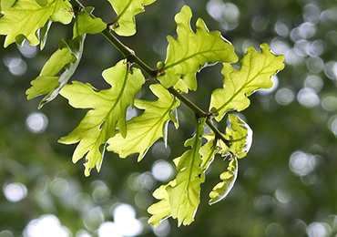 Oak Tree Replacement Project